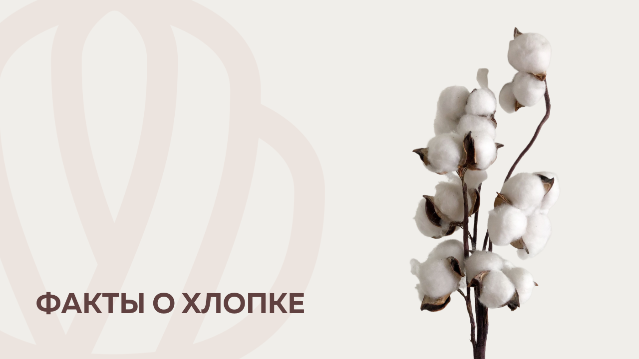 Факты о хлопке